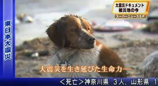 Japanese dog royal.jpg