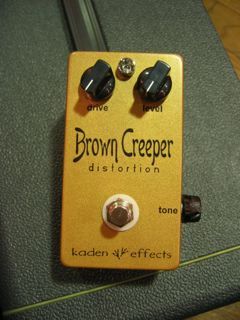 KADEN - Brown Creeper - From LA